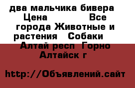 два мальчика бивера › Цена ­ 19 000 - Все города Животные и растения » Собаки   . Алтай респ.,Горно-Алтайск г.